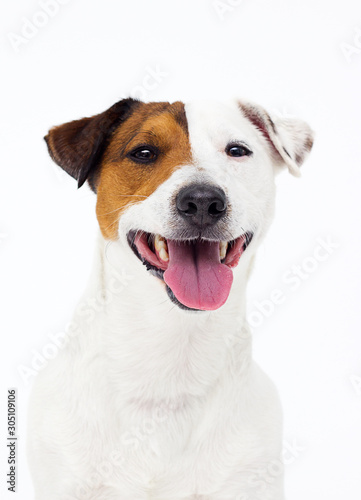 dog jack russell terrier looks up on a white background © Happy monkey