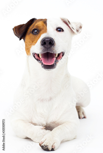 dog jack russell terrier looks up on a white background