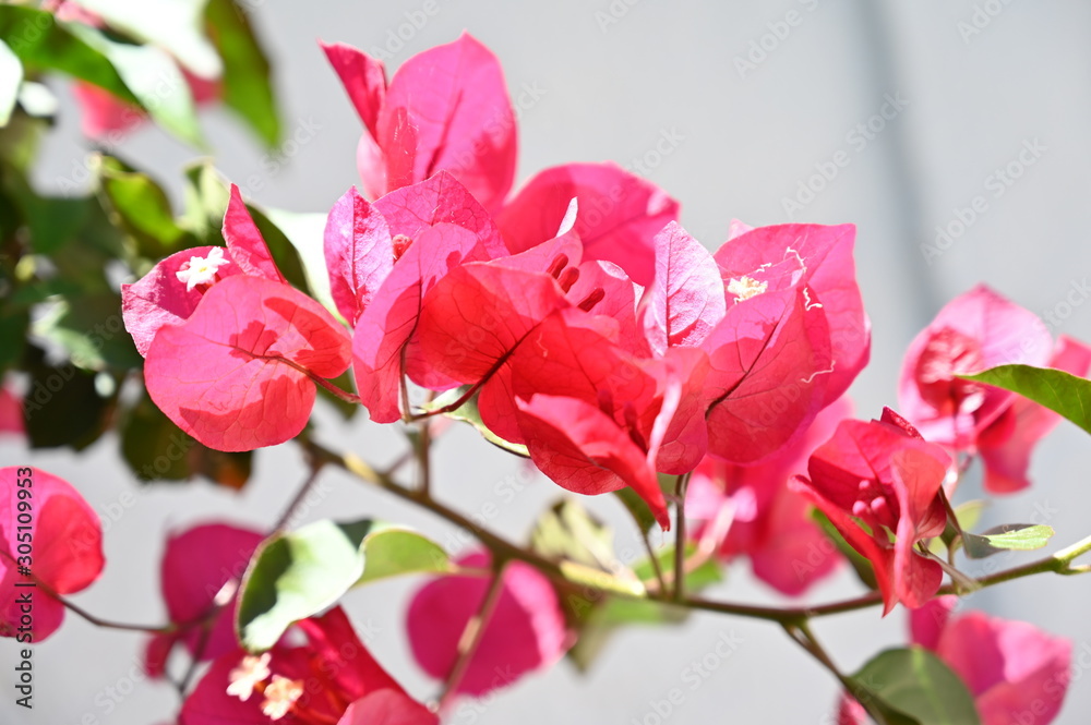 rose, garden, flower