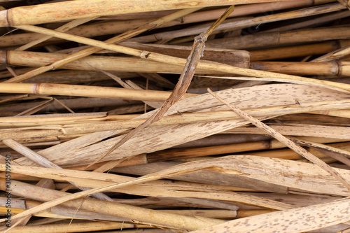 Close-up of a stack of dry reed stalks