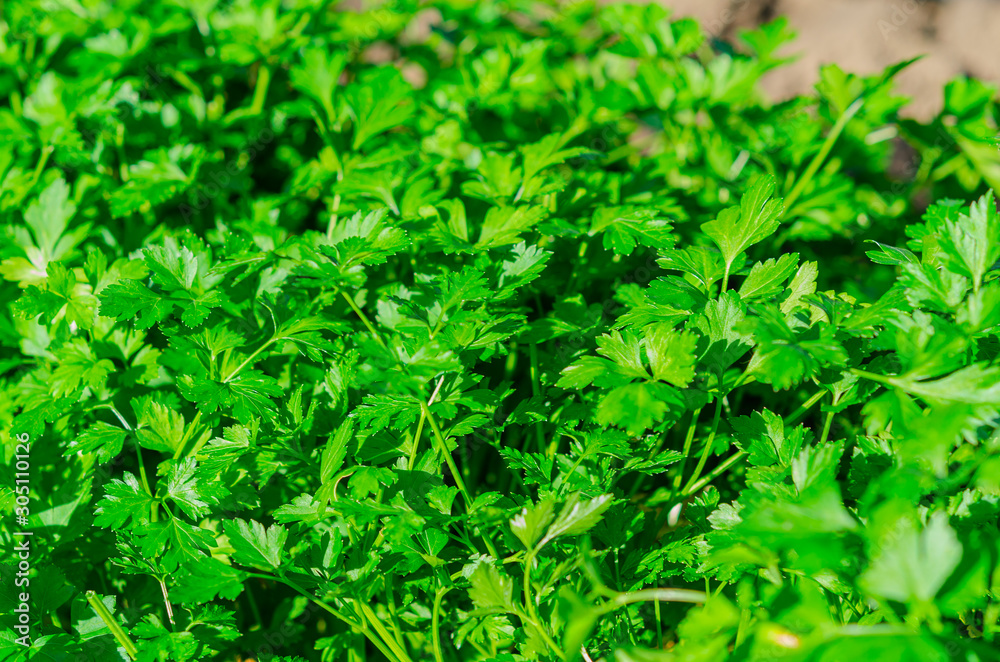 Fresh green parsley growing in the garden Fresh green parsley growing in the garden