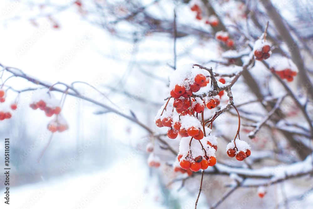 A bunch of rowan berries covered in snow hangs on a bush. A bunch of rowan berries covered in snow hangs on a bush.
