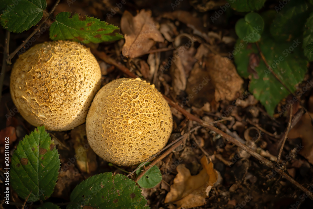 Beautiful Common Earthball mushroom in the woodland, forest area. Beautiful Common Earthball mushroom in the woodland, forest area.
