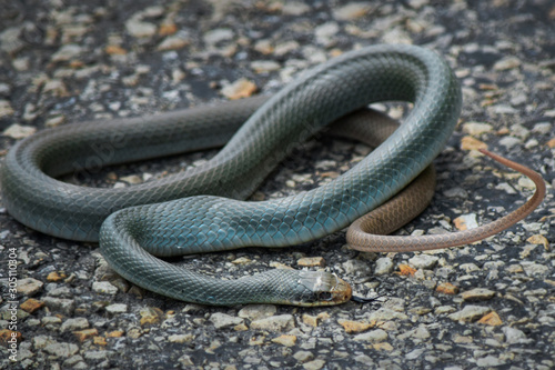 Blue Racer Snake on Asphalt Road, Close-Up