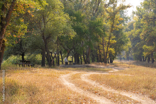 Fototapeta Naklejka Na Ścianę i Meble -  Autumn wild forest. Well-trodden path, fallen yellow leaves and yellowed grass
