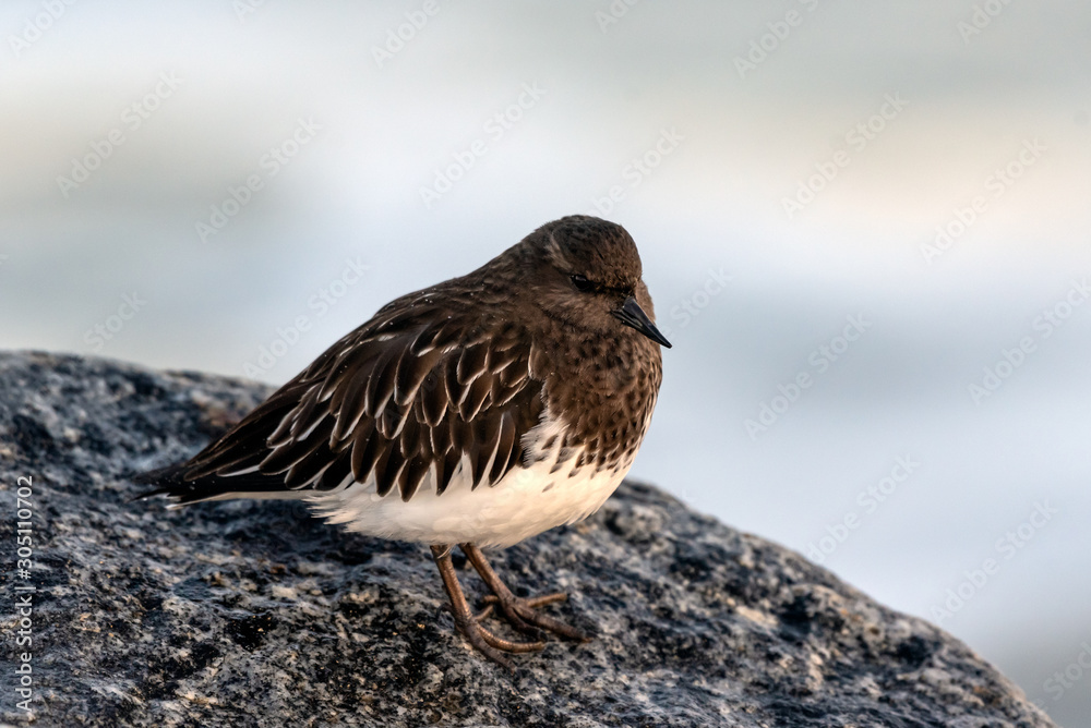 Ruddy Turnstone bird huddled down into a ball of feathers while perched on jetty boulder while foraging for food in morning. Ruddy Turnstone bird huddled down into a ball of feathers while perched on jetty boulder while foraging for food in morning.