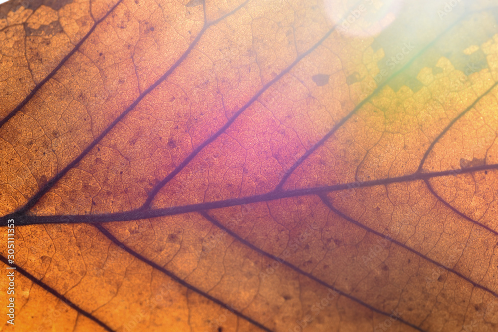 Obraz premium yellow leaf