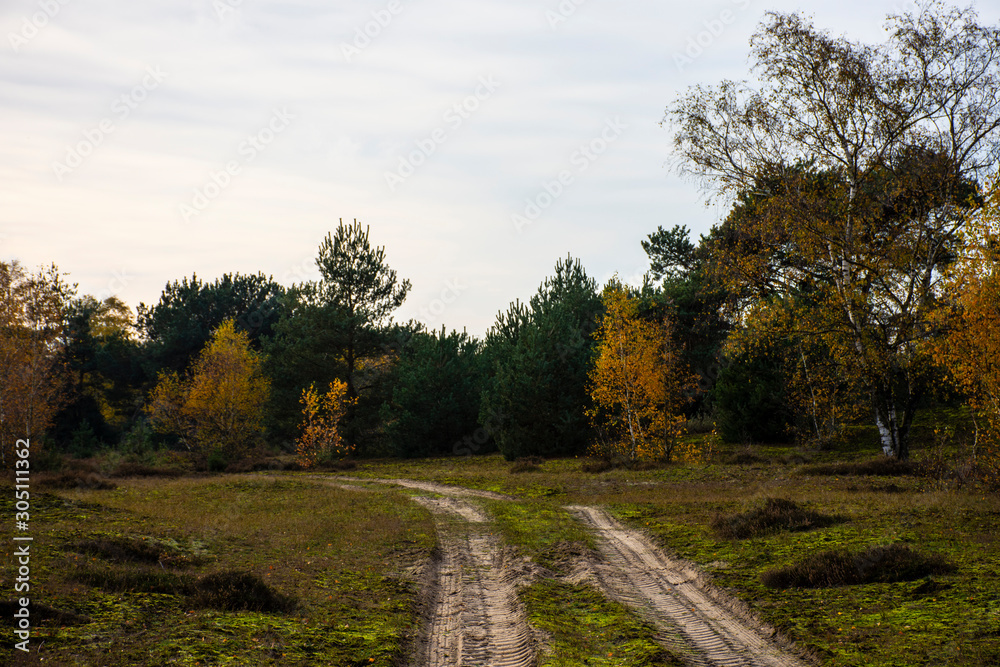 Way in the park in autumn. Fall forest landscape. Way in the park in autumn. Fall forest landscape.
