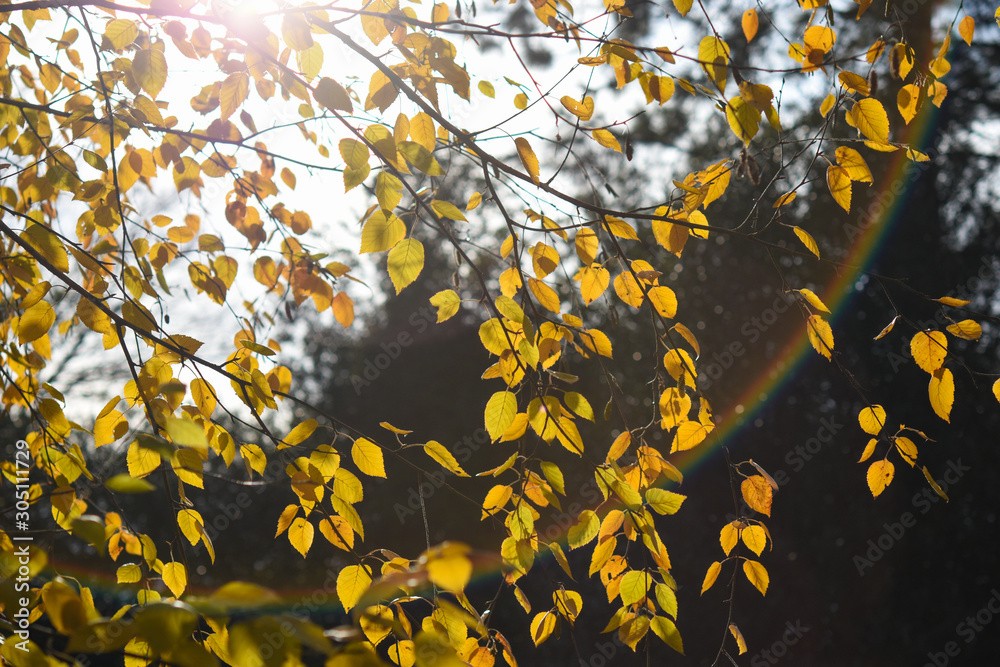 autumn leaves autumn leaves