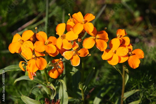 Blooming Siberian Wallflower ( Erysimum x marshallii ) close-up with orange blossoms in the garden