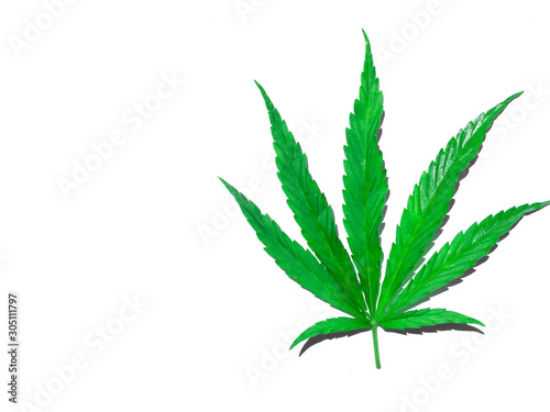 Green cannabis leaf isolated on white close up