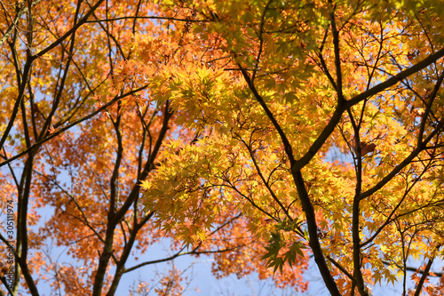 tree in autumn