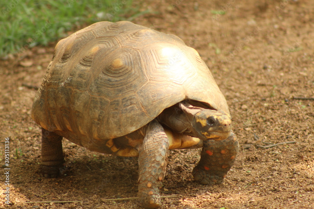 Obraz premium turtle on the road