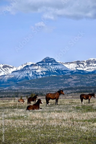 herd of horses in the rocky mountains near Calgary Alberta