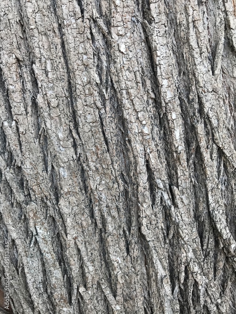 Cypress bark Cypress bark