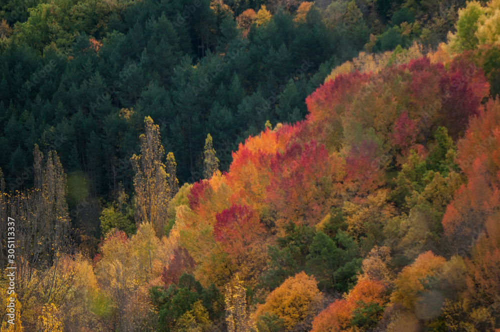 European aspen forest in the autumn, Lleida, Spain
