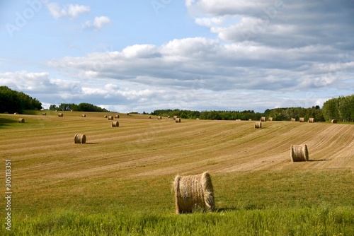 Fototapeta Naklejka Na Ścianę i Meble -  Round hay bales in a field near Neepawa Manitoba