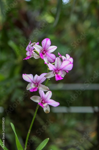 Purple flower