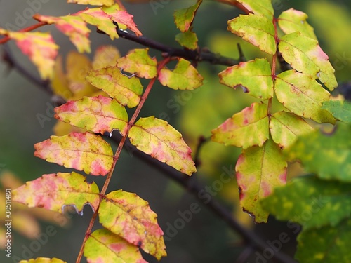 紅葉した山椒 photo