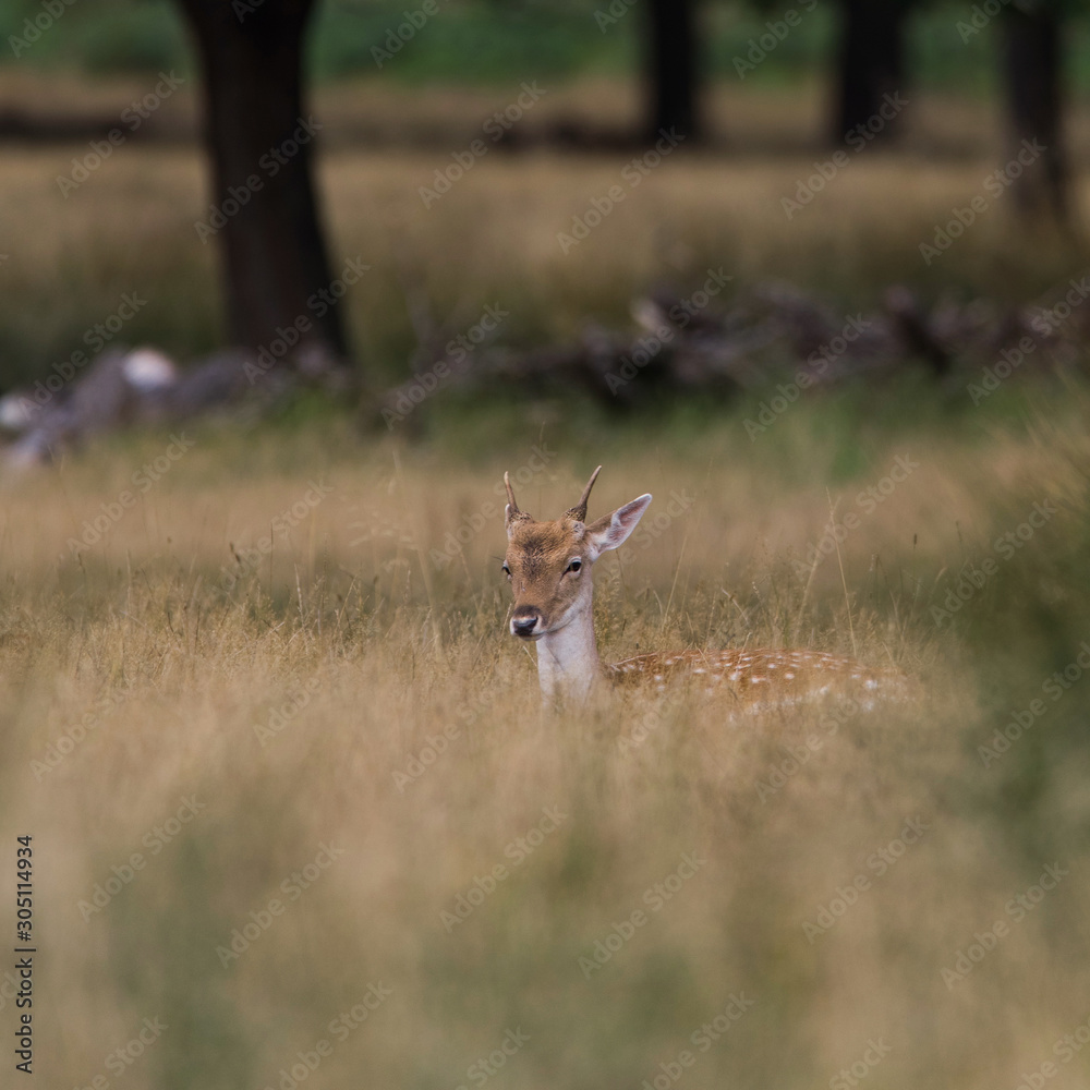 Spotted deer Spotted deer