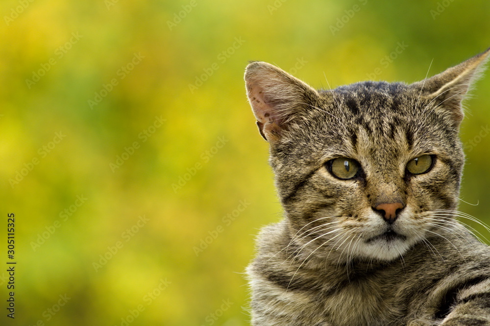 Cat portrait in front of blur background Cat portrait in front of blur background