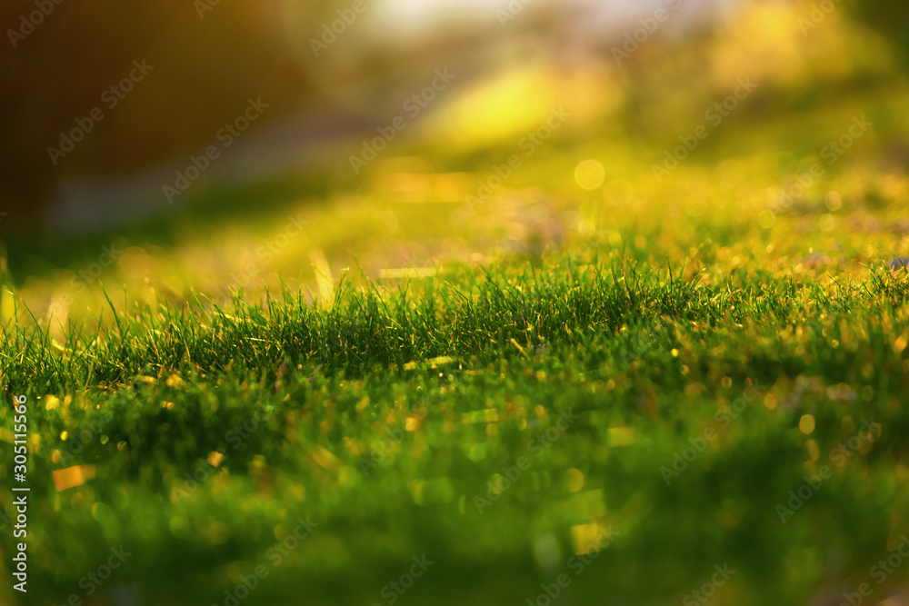 Naklejka premium Bright green grass low angle selective focus. Close up. Texture background concept.
