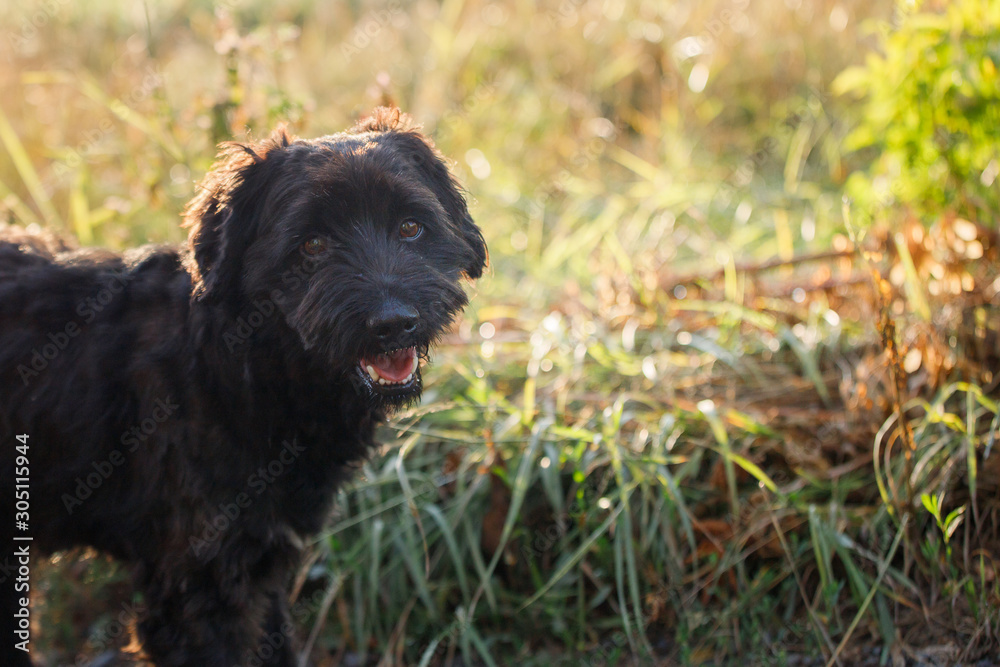 The black dog looks into the frame and smiles. Animal on the background of wild grass in the field. Walk with your pet.