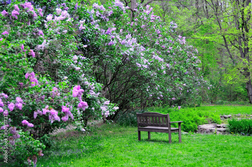 Fototapeta Naklejka Na Ścianę i Meble -  Bench in the Lilac Garden