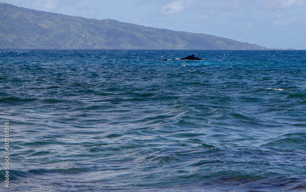 Fototapeta premium baleine