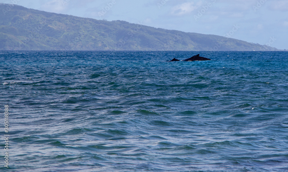 Obraz premium baleines et baleineau