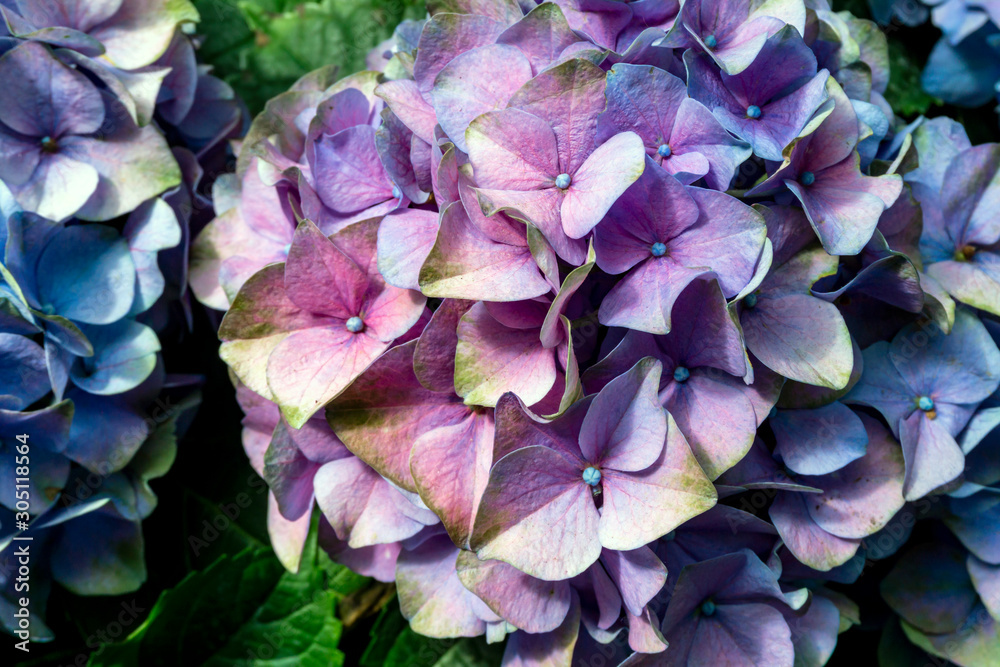 Hortensie Hortensie