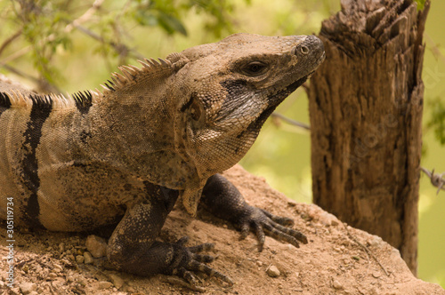 Close up portrait of iguana resting in Riviera Maya  Mexico