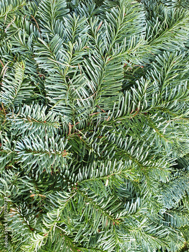 Noble fir Abies nobilis, blue fir, close up view, full frame. photo