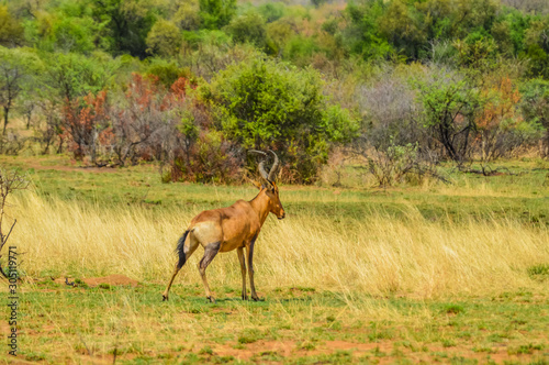 Red hartebeest (Alcelaphus buselaphus caama or Alcelaphus caama) grazing in a nature game South Africa