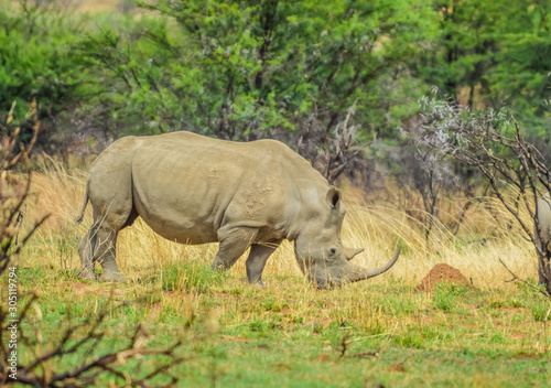 An isolated white Rhinoceros grazing in a nature reserve in South Africa