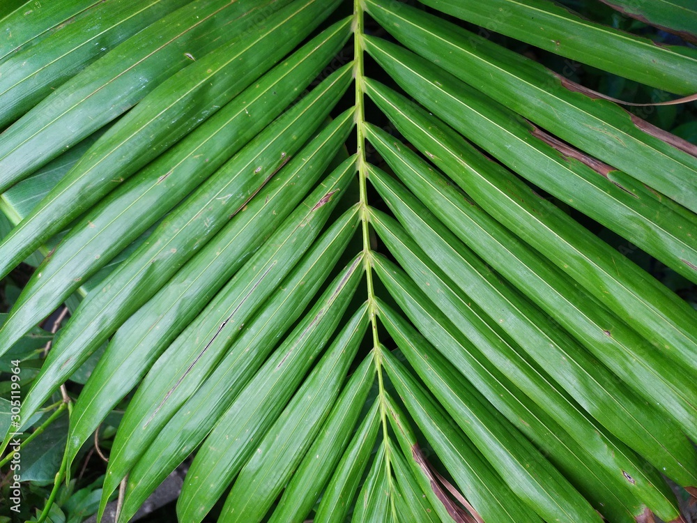 green leaf of palm tree green leaf of palm tree