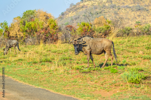 Blue wildebeest ( Connochaetes taurinus ) grazing in a South African game reserve