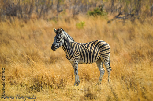 Cape Burchell s Zebra in savannah in South Africa