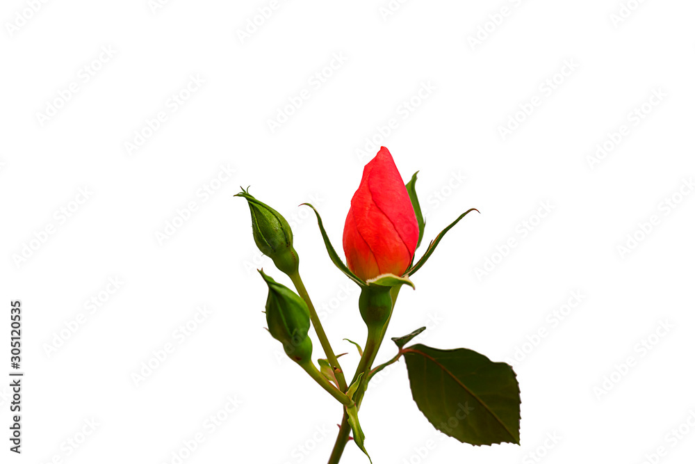 beautiful outstanding bud red rose flowers on the branch in isolated white background with clipping path beautiful outstanding bud red rose flowers on the branch in isolated white background with clipping path