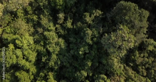 Wallpaper Mural Flying over a dense jungle, coastal forest with a drone on the Swahili coast, Tanzania. Torontodigital.ca