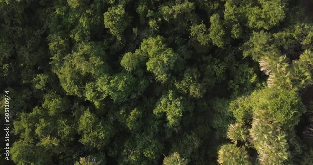Flying over a dense jungle, coastal forest with a drone on the Swahili coast, Tanzania. Flying over a dense jungle, coastal forest with a drone on the Swahili coast, Tanzania.