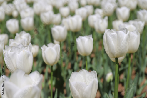 white tulips in the garden