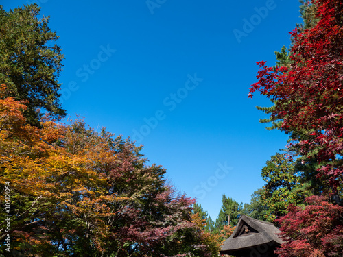 秋晴れの青空と平林寺の風景 © 正人 竹内