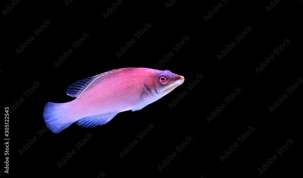Obraz premium Striated wrasse - Pseudocheilinus evanidus