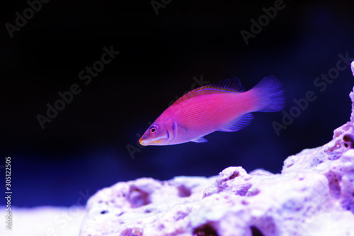 Striated wrasse - Pseudocheilinus evanidus