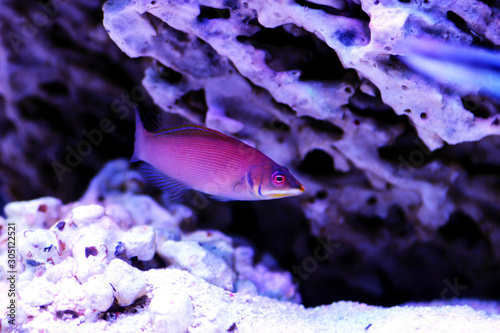 Striated wrasse - Pseudocheilinus evanidus photo