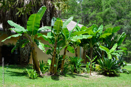 Fototapeta Naklejka Na Ścianę i Meble -  Banana grove in Florida backyard