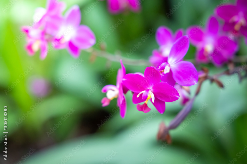 The background image of the colorful flowers