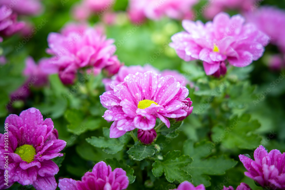 The background image of the colorful flowers The background image of the colorful flowers