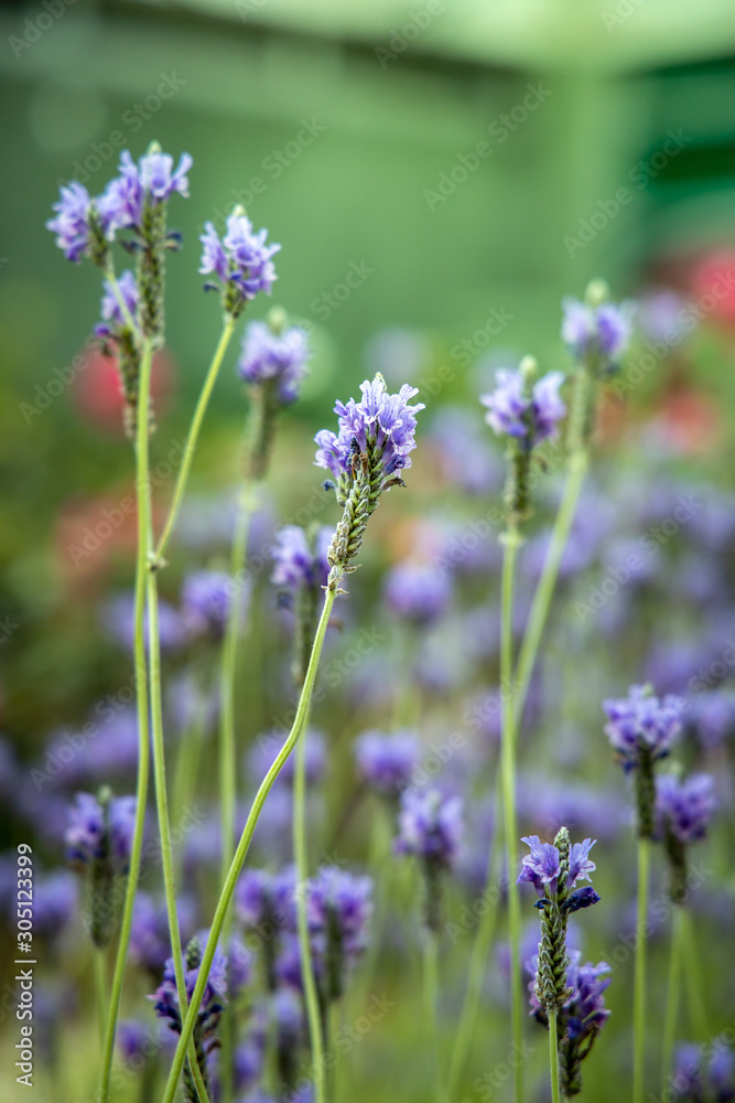 The background image of the colorful flowers The background image of the colorful flowers